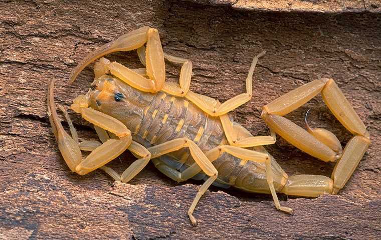 scorpion on a piece of wood
