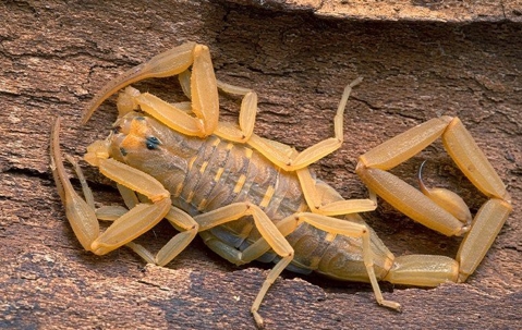 scorpion on a tree