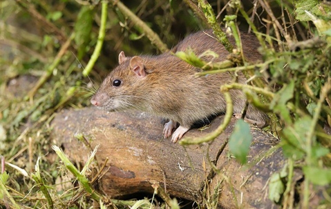 rodent sitting on a log