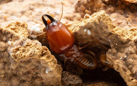 termite crawling out of a nest