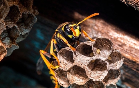 a hornet crawling on a nest