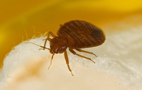 a bed bug on bedding in a home