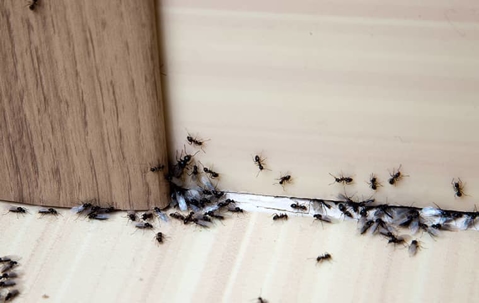 an ant infestation in a home