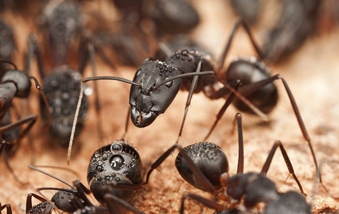 carpenter ants