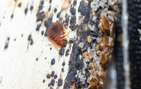 Banishing Bed Bugs: A Comprehensive Guide To Effective Removal In 