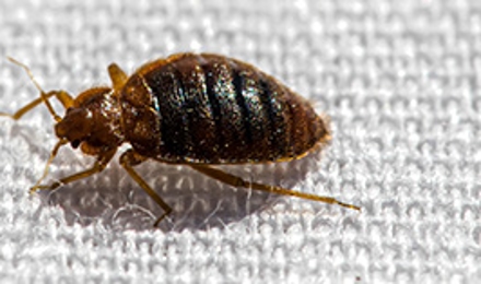 Bed Bug Extermination
