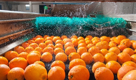Food Processing & Restaurants