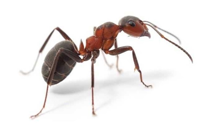 Ants