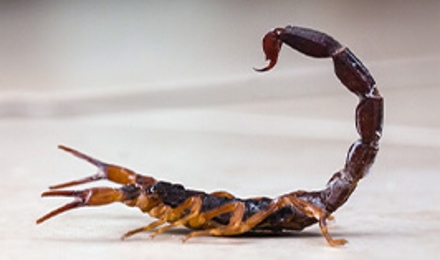 Scorpion Extermination