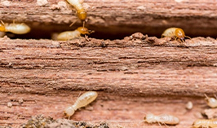 Termite Treatments