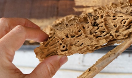 Wood Destroying Insect Inspections